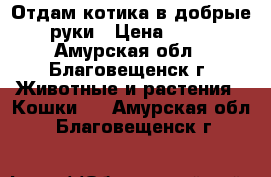 Отдам котика в добрые руки › Цена ­ 10 - Амурская обл., Благовещенск г. Животные и растения » Кошки   . Амурская обл.,Благовещенск г.